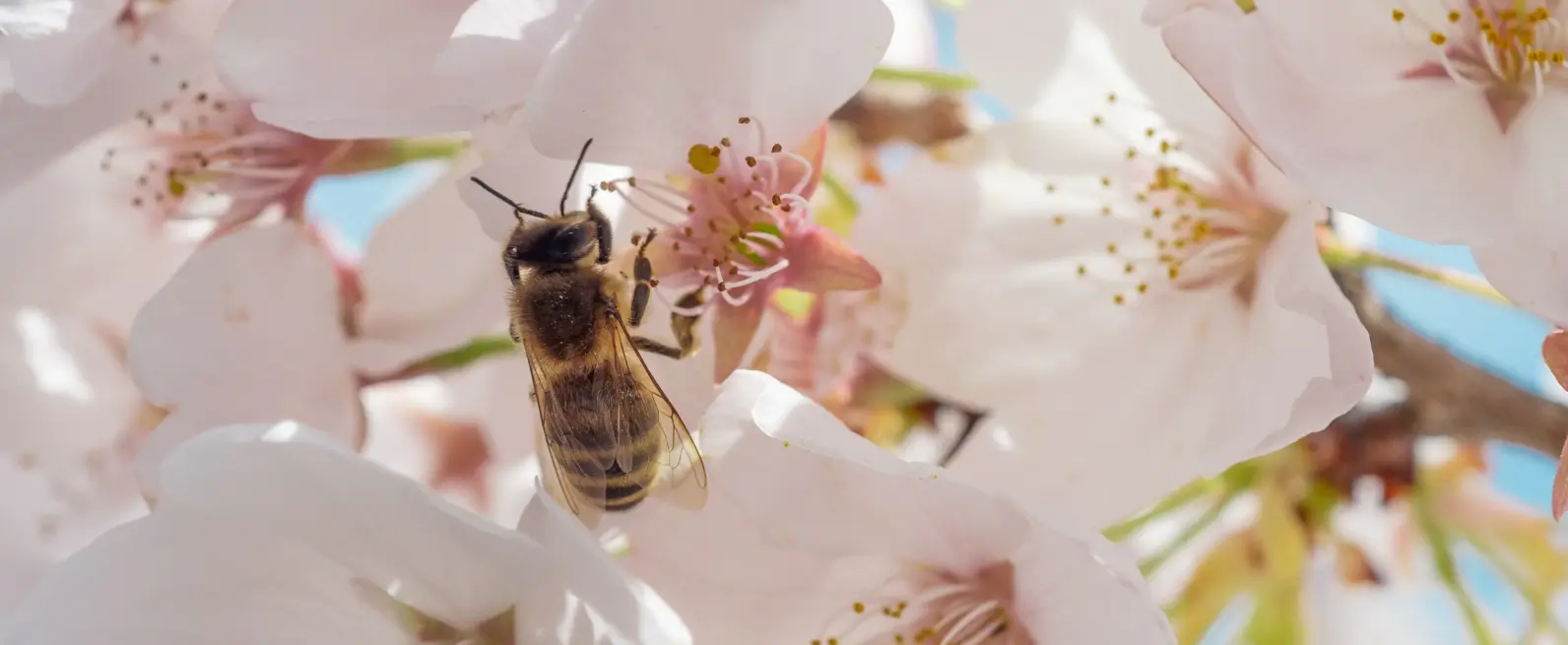 Abeilles intelligentes